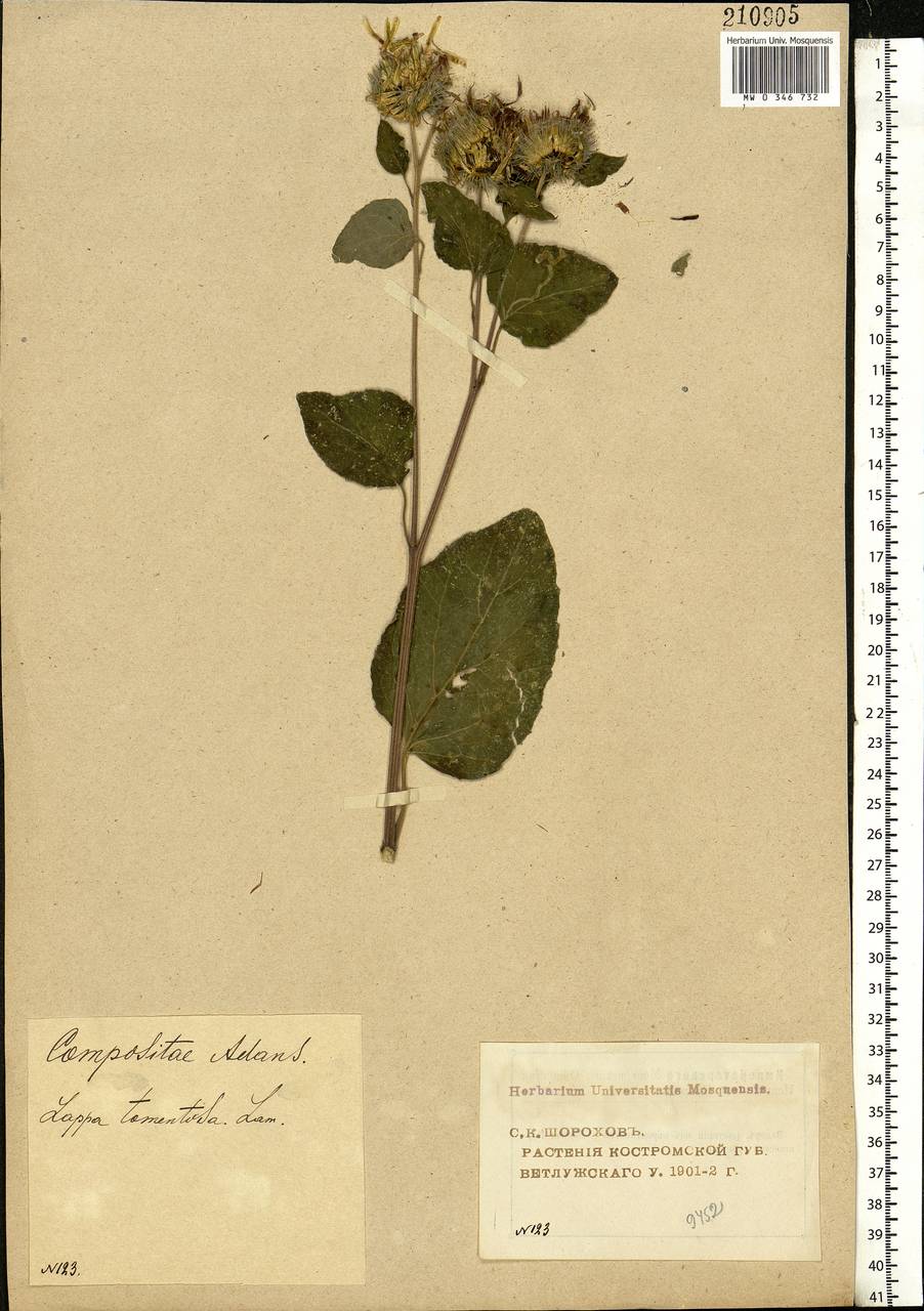 Arctium tomentosum Mill., Eastern Europe, Volga-Kama region (E7) (Russia)