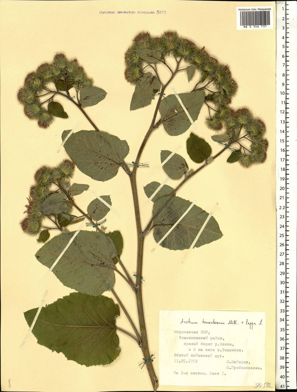 Arctium tomentosum Mill., Eastern Europe, Middle Volga region (E8) (Russia)