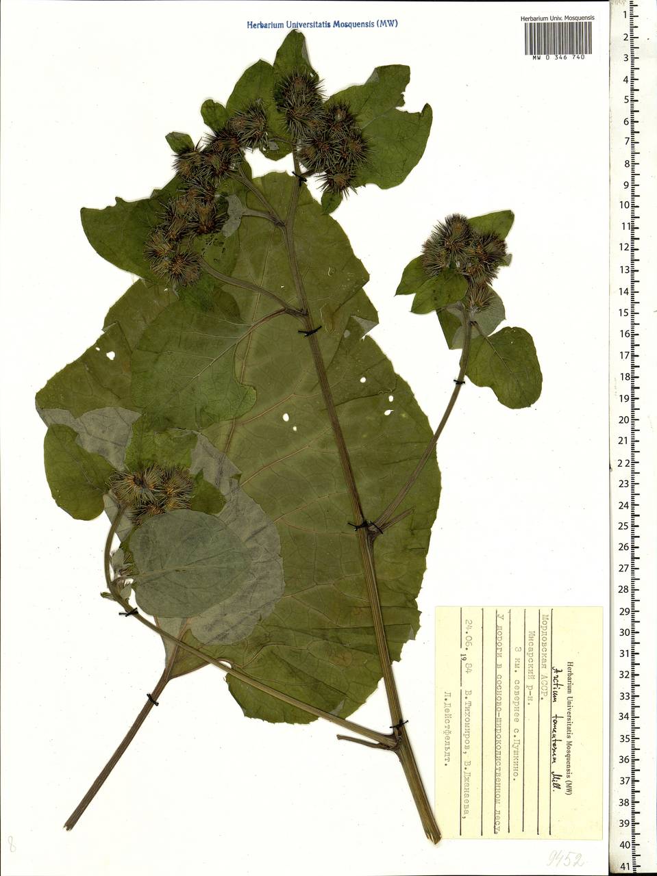 Arctium tomentosum Mill., Eastern Europe, Middle Volga region (E8) (Russia)
