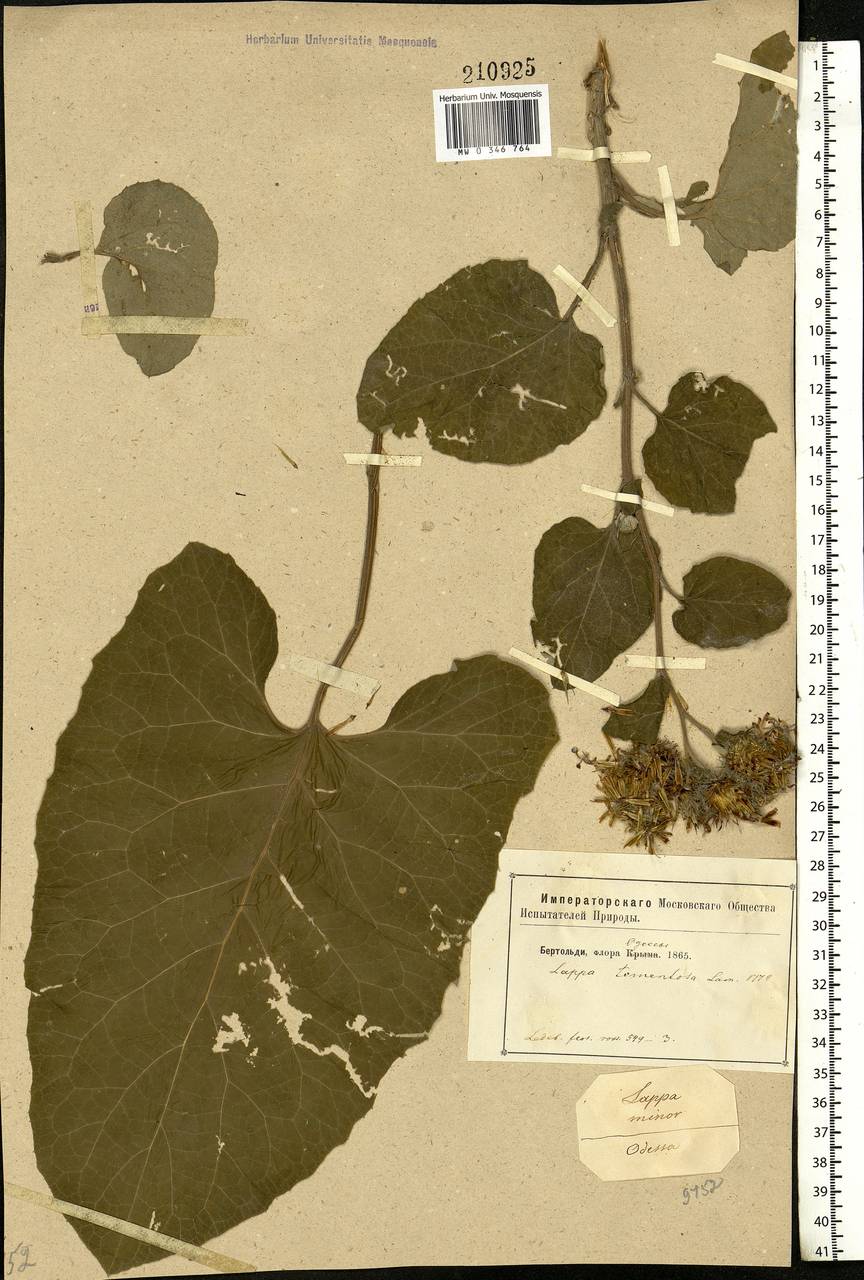 Arctium tomentosum Mill., Eastern Europe, South Ukrainian region (E12) (Ukraine)