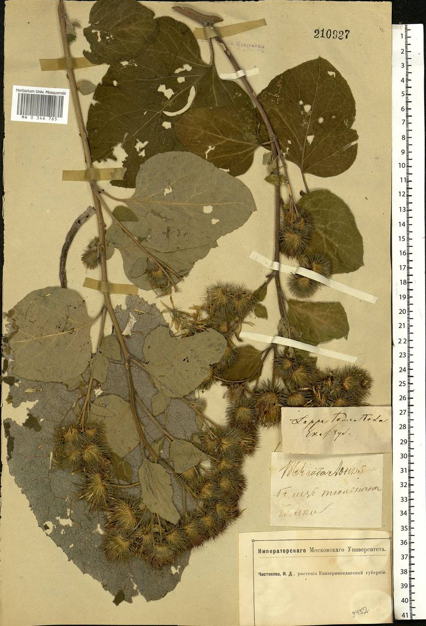 Arctium tomentosum Mill., Eastern Europe, South Ukrainian region (E12) (Ukraine)