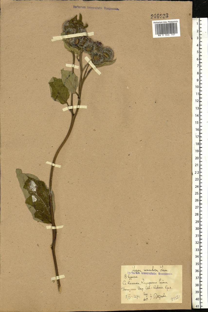 Arctium tomentosum Mill., Eastern Europe, Rostov Oblast (E12a) (Russia)