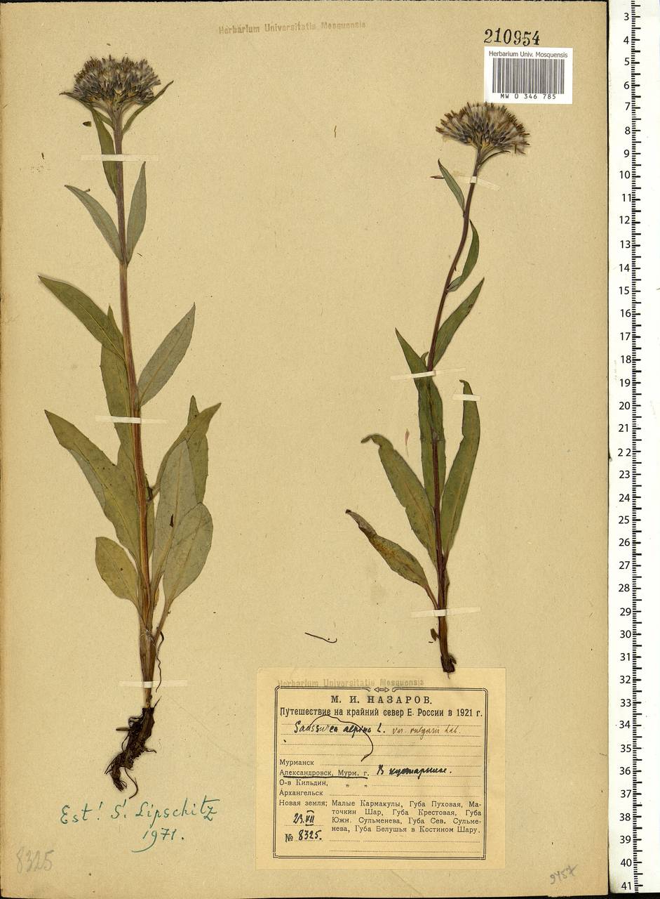 Saussurea alpina (L.) DC., Eastern Europe, Northern region (E1) (Russia)