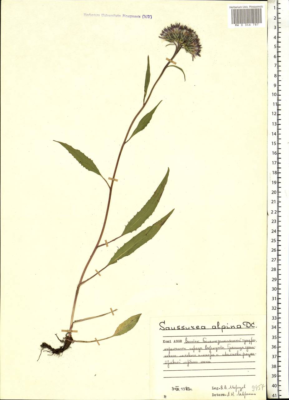 Saussurea alpina (L.) DC., Eastern Europe, Northern region (E1) (Russia)