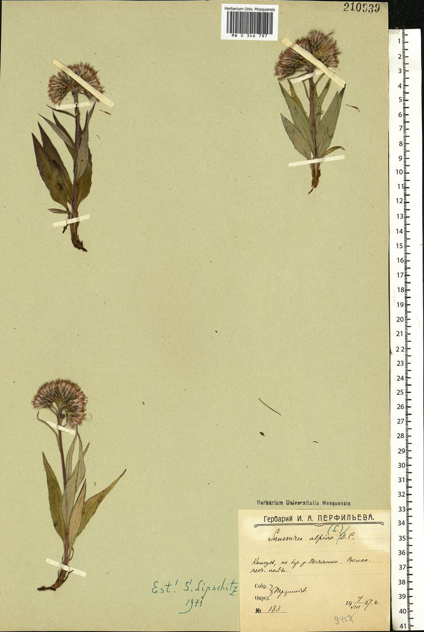 Saussurea alpina (L.) DC., Eastern Europe, Northern region (E1) (Russia)