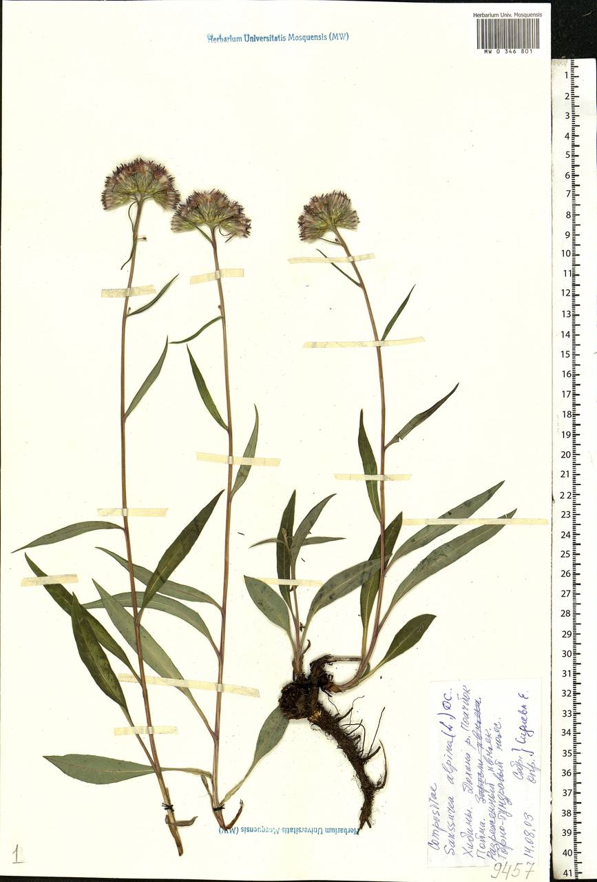 Saussurea alpina (L.) DC., Eastern Europe, Northern region (E1) (Russia)