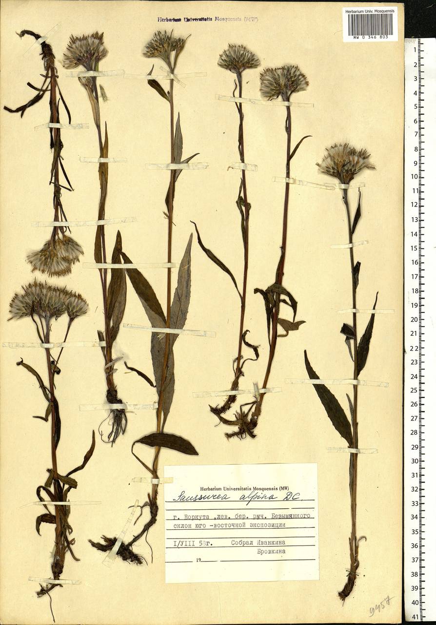 Saussurea alpina (L.) DC., Eastern Europe, Northern region (E1) (Russia)