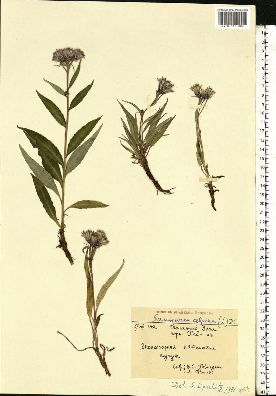 Saussurea alpina (L.) DC., Siberia, Western Siberia (S1) (Russia)