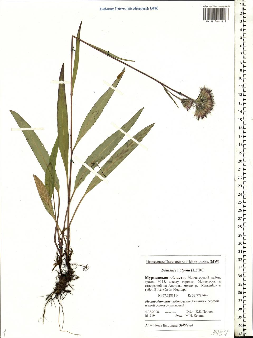 Saussurea alpina (L.) DC., Eastern Europe, Northern region (E1) (Russia)