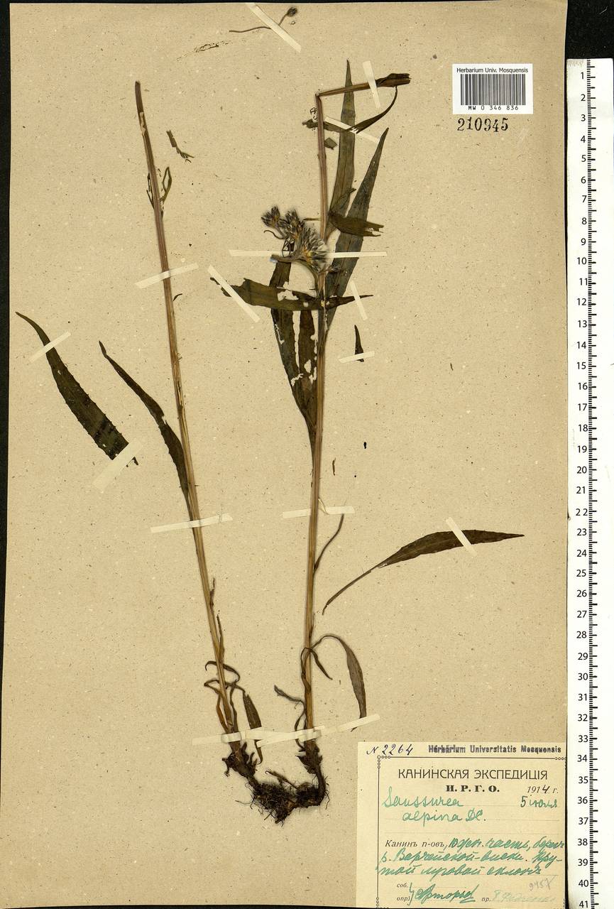 Saussurea alpina (L.) DC., Eastern Europe, Northern region (E1) (Russia)