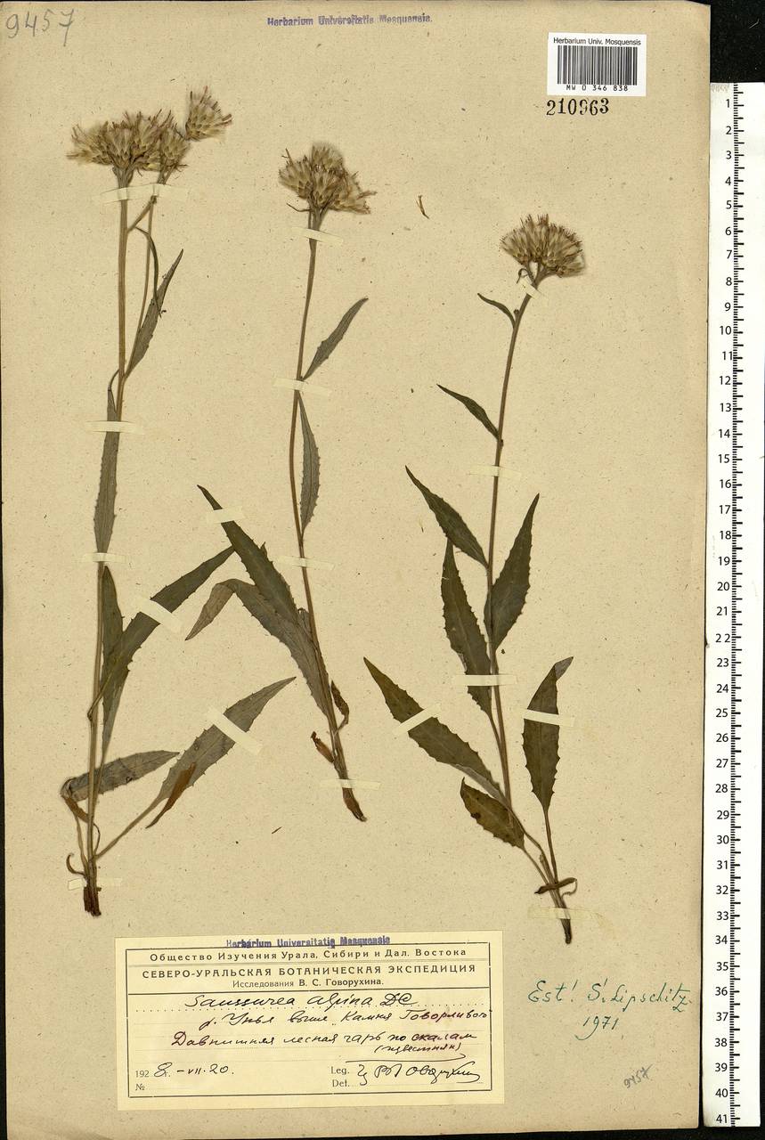 Saussurea alpina (L.) DC., Eastern Europe, Northern region (E1) (Russia)
