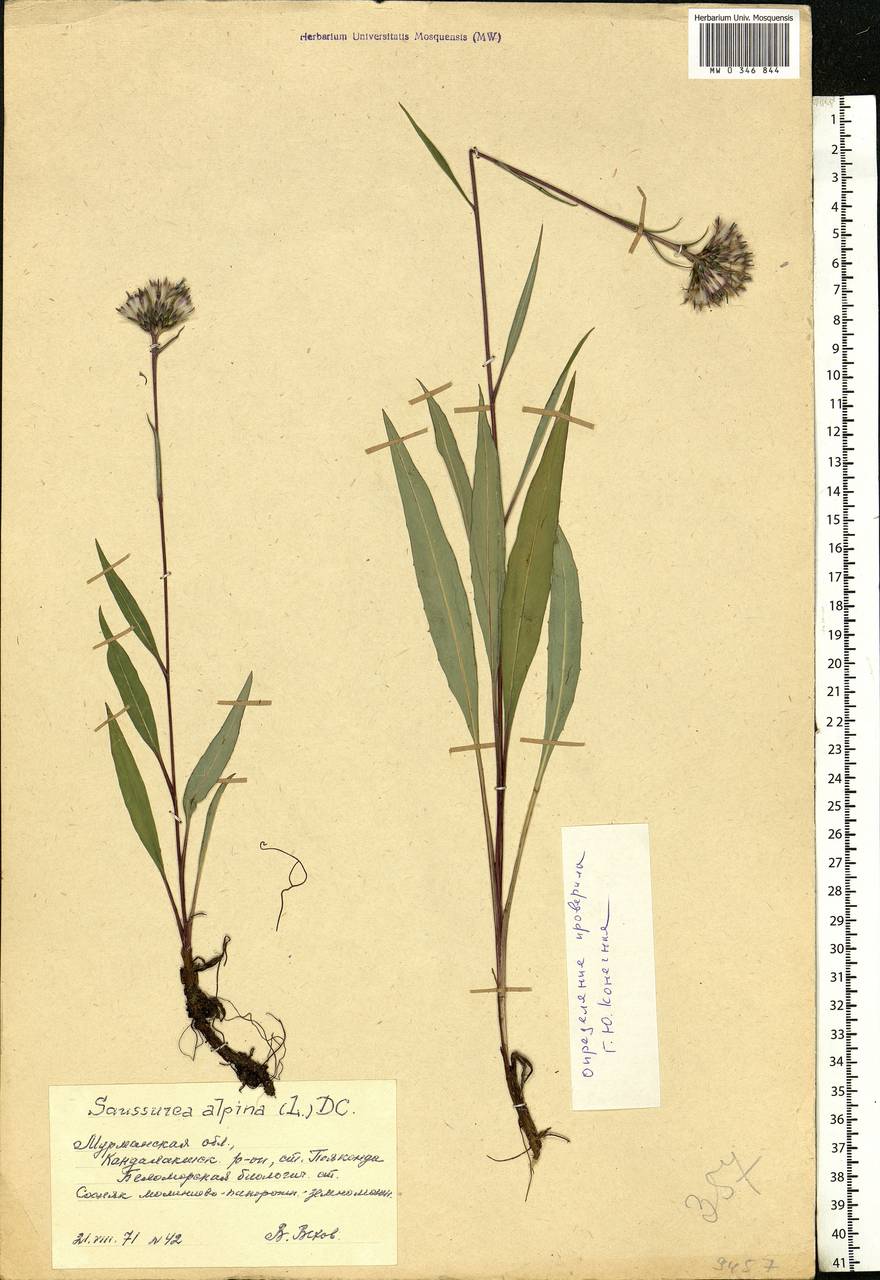 Saussurea alpina (L.) DC., Eastern Europe, Northern region (E1) (Russia)