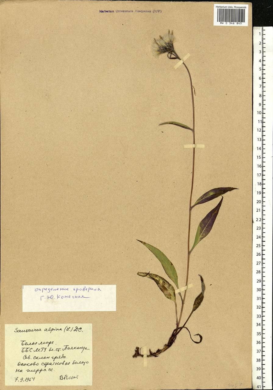 Saussurea alpina (L.) DC., Eastern Europe, Northern region (E1) (Russia)