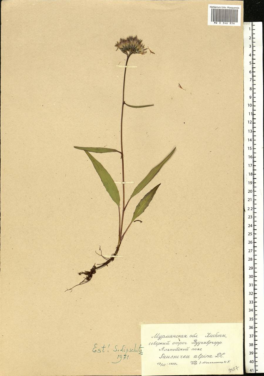 Saussurea alpina (L.) DC., Eastern Europe, Northern region (E1) (Russia)