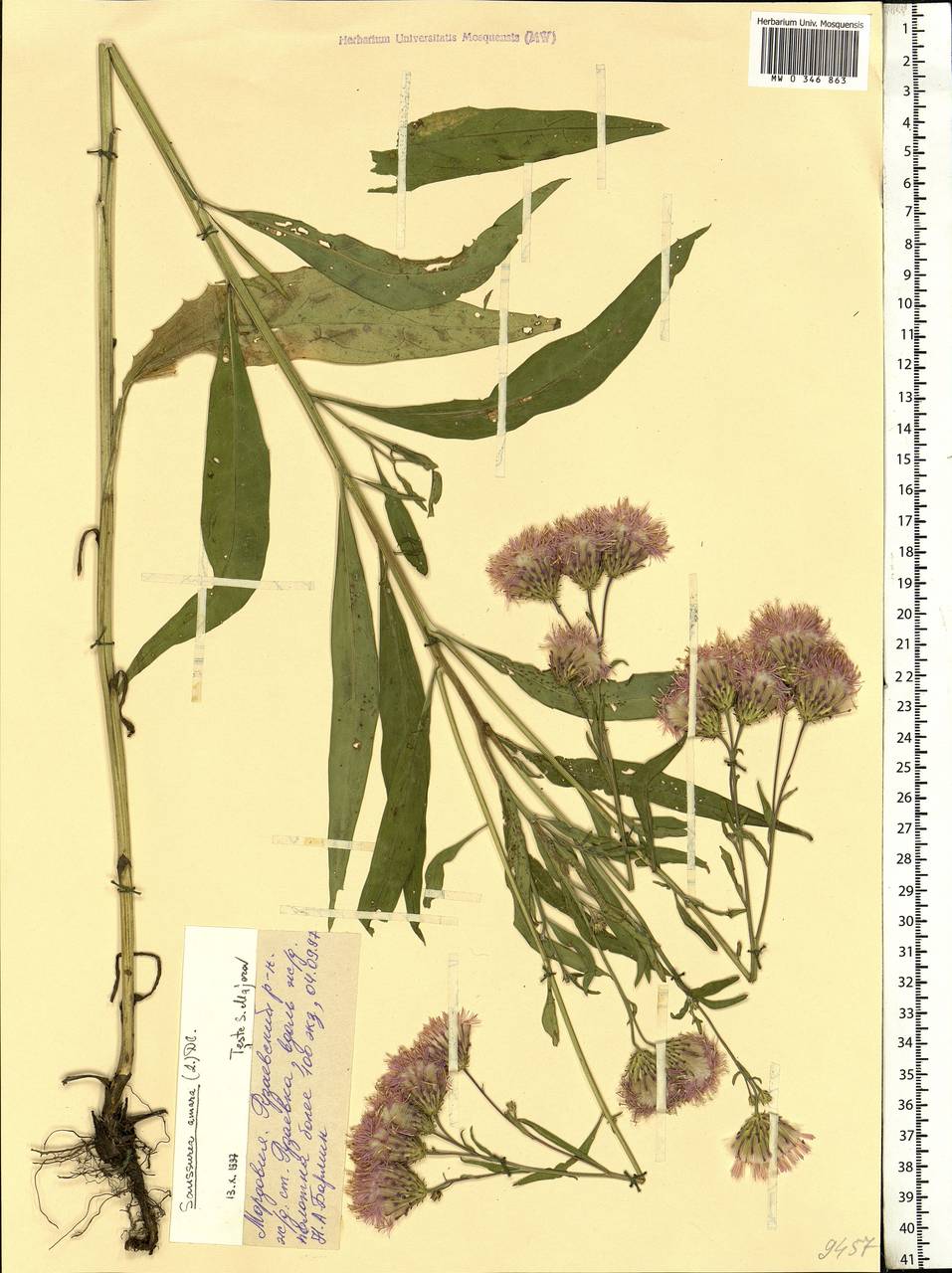 Saussurea amara (L.) DC., Eastern Europe, Middle Volga region (E8) (Russia)