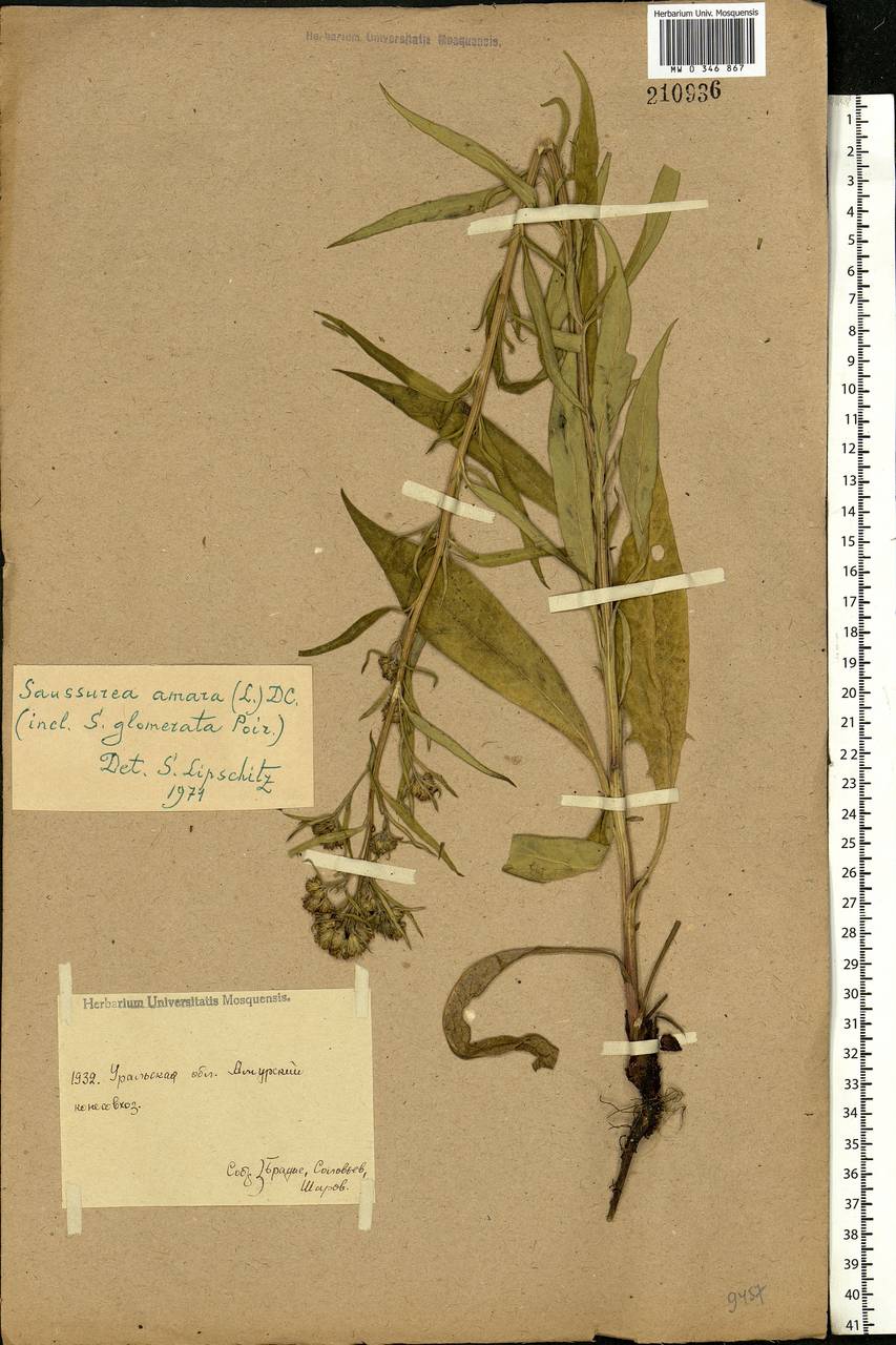 Saussurea amara (L.) DC., Eastern Europe, Eastern region (E10) (Russia)