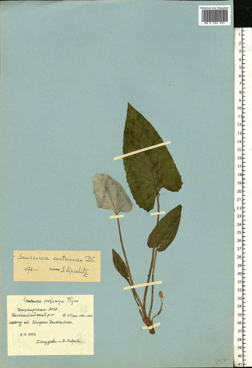 Saussurea controversa DC., Eastern Europe, Eastern region (E10) (Russia)