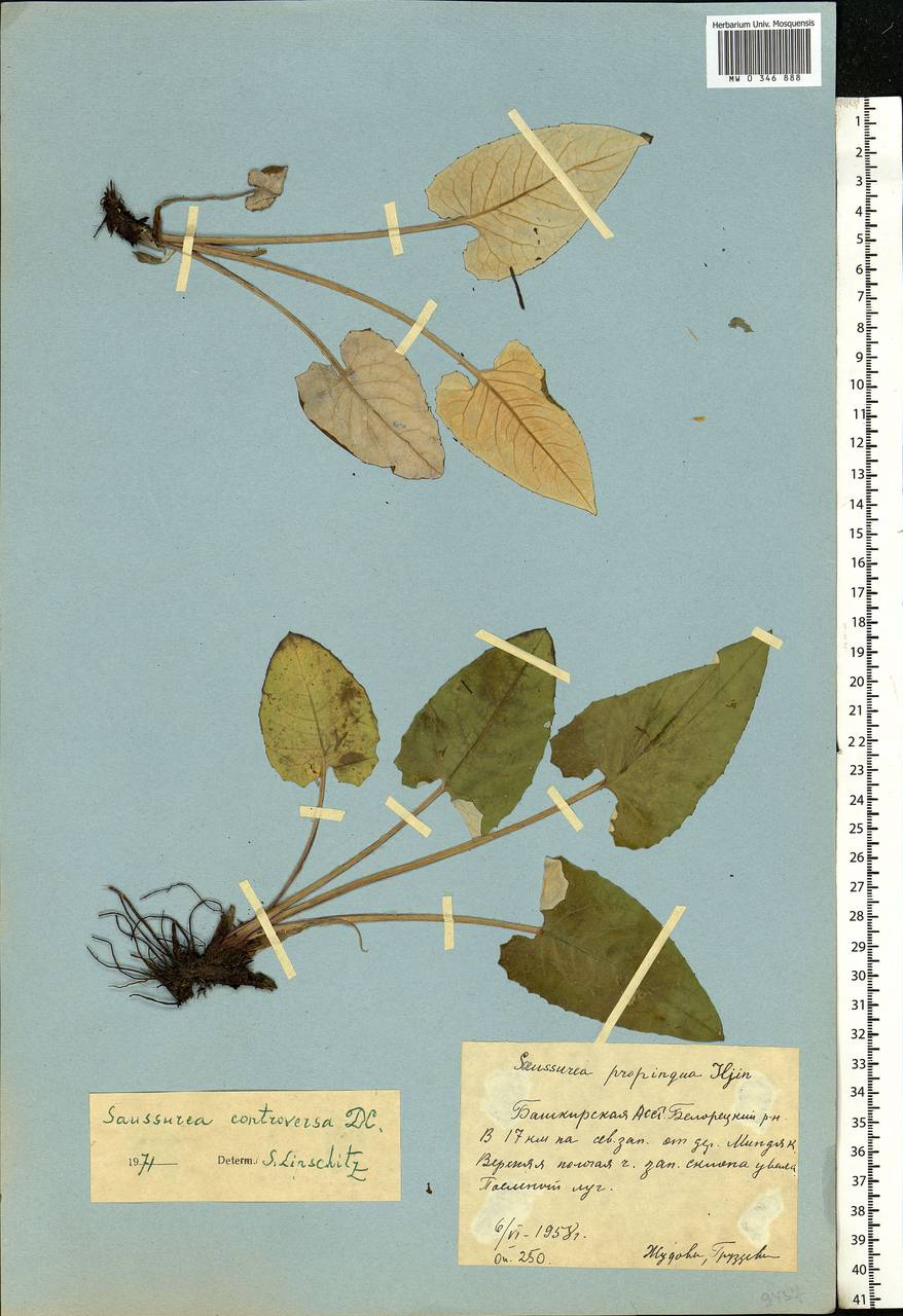 Saussurea controversa DC., Eastern Europe, Eastern region (E10) (Russia)