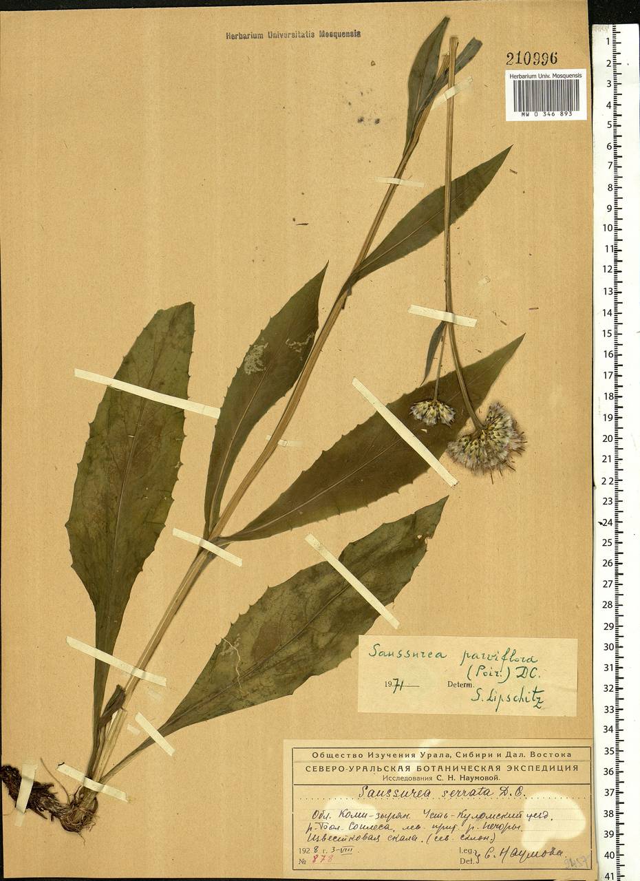 Saussurea parviflora (Poir.) DC., Eastern Europe, Northern region (E1) (Russia)