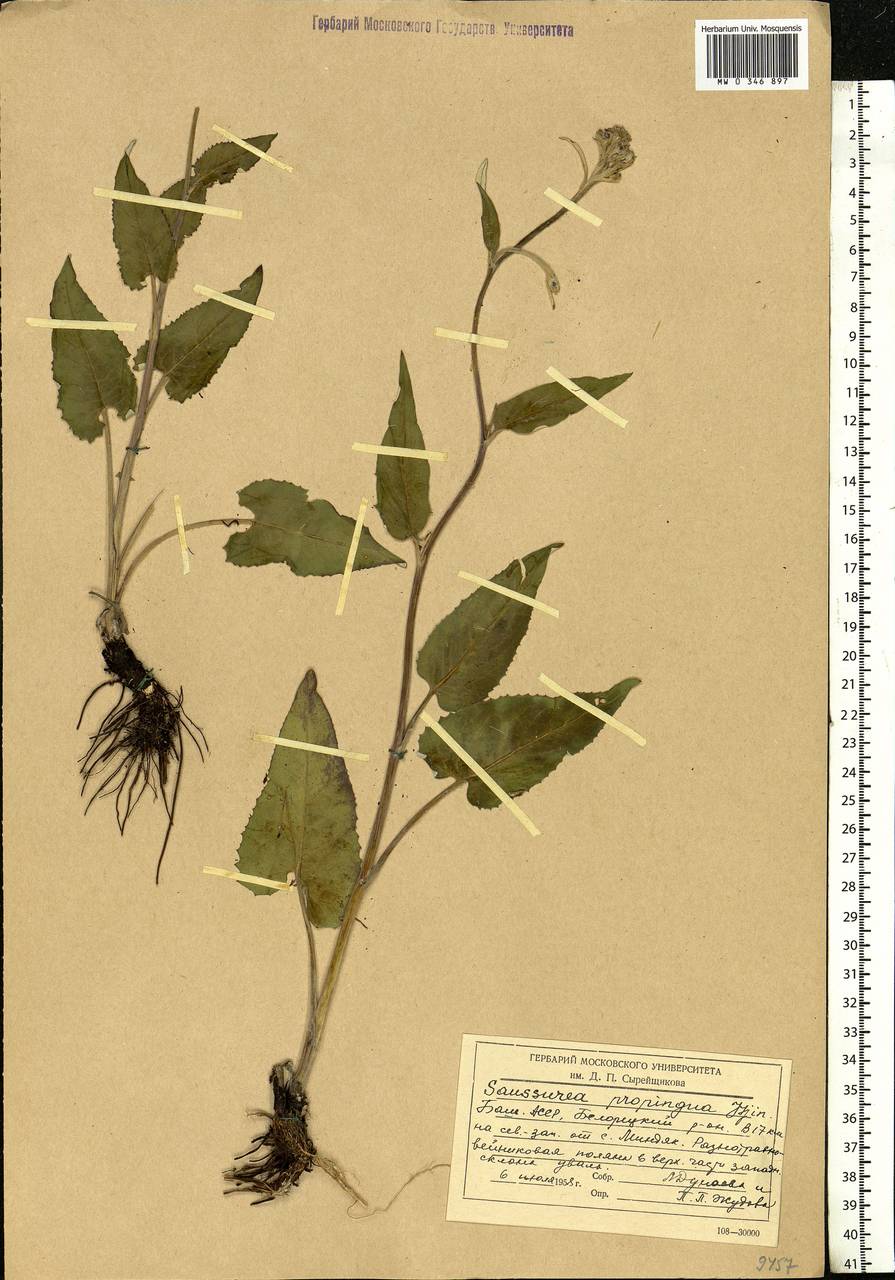 Saussurea controversa DC., Eastern Europe, Eastern region (E10) (Russia)