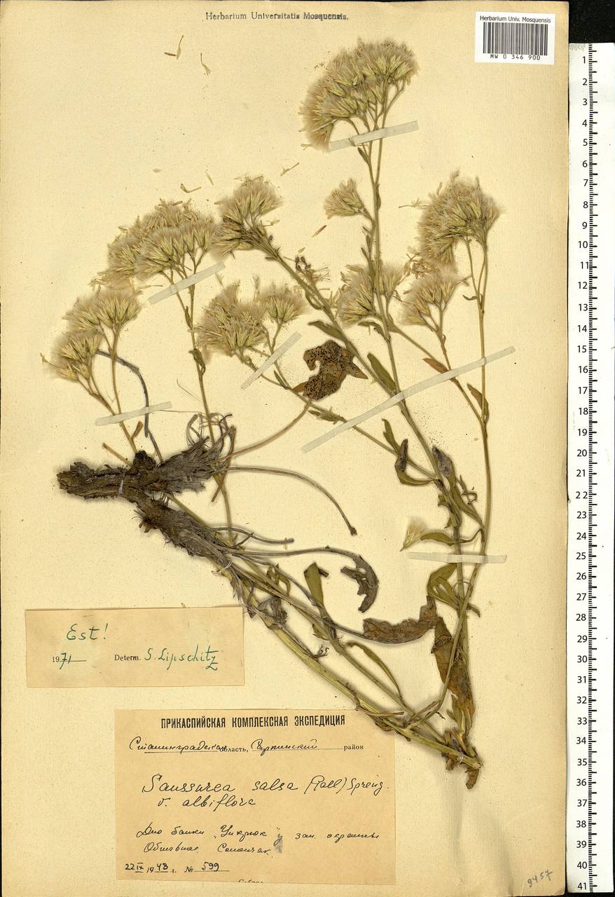 Saussurea salsa (Pall.) Spreng., Eastern Europe, Lower Volga region (E9) (Russia)