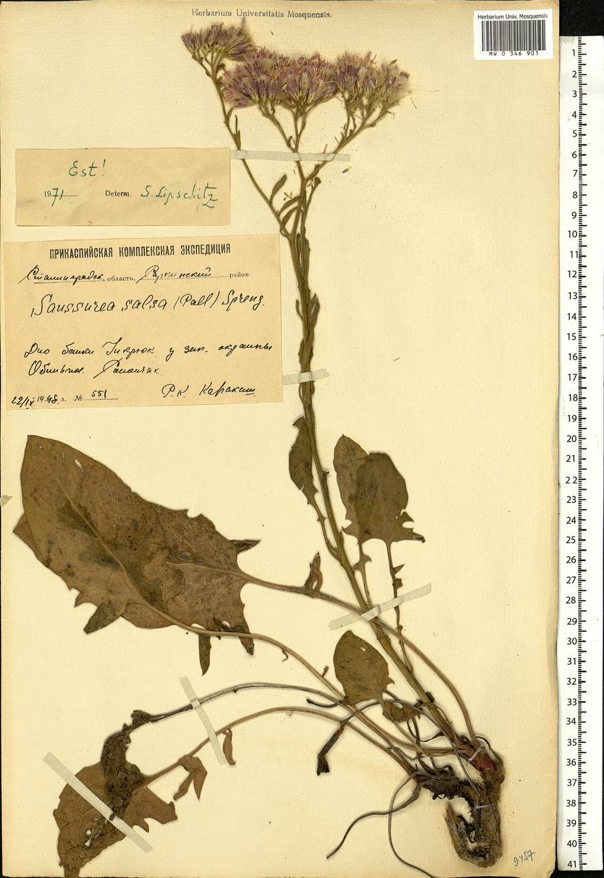 Saussurea salsa (Pall.) Spreng., Eastern Europe, Lower Volga region (E9) (Russia)