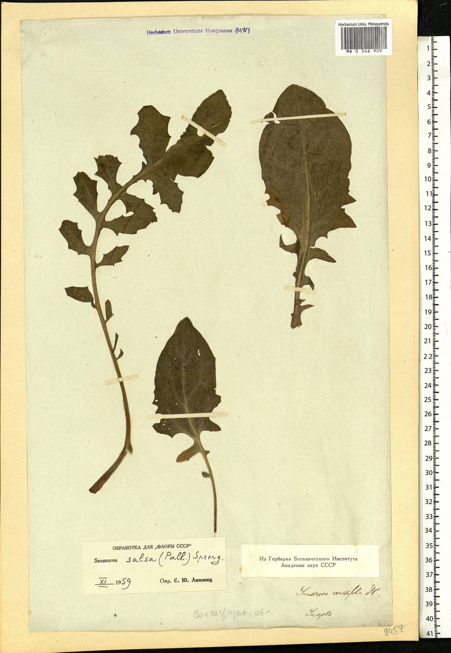 Saussurea salsa (Pall.) Spreng., Eastern Europe, Lower Volga region (E9) (Russia)