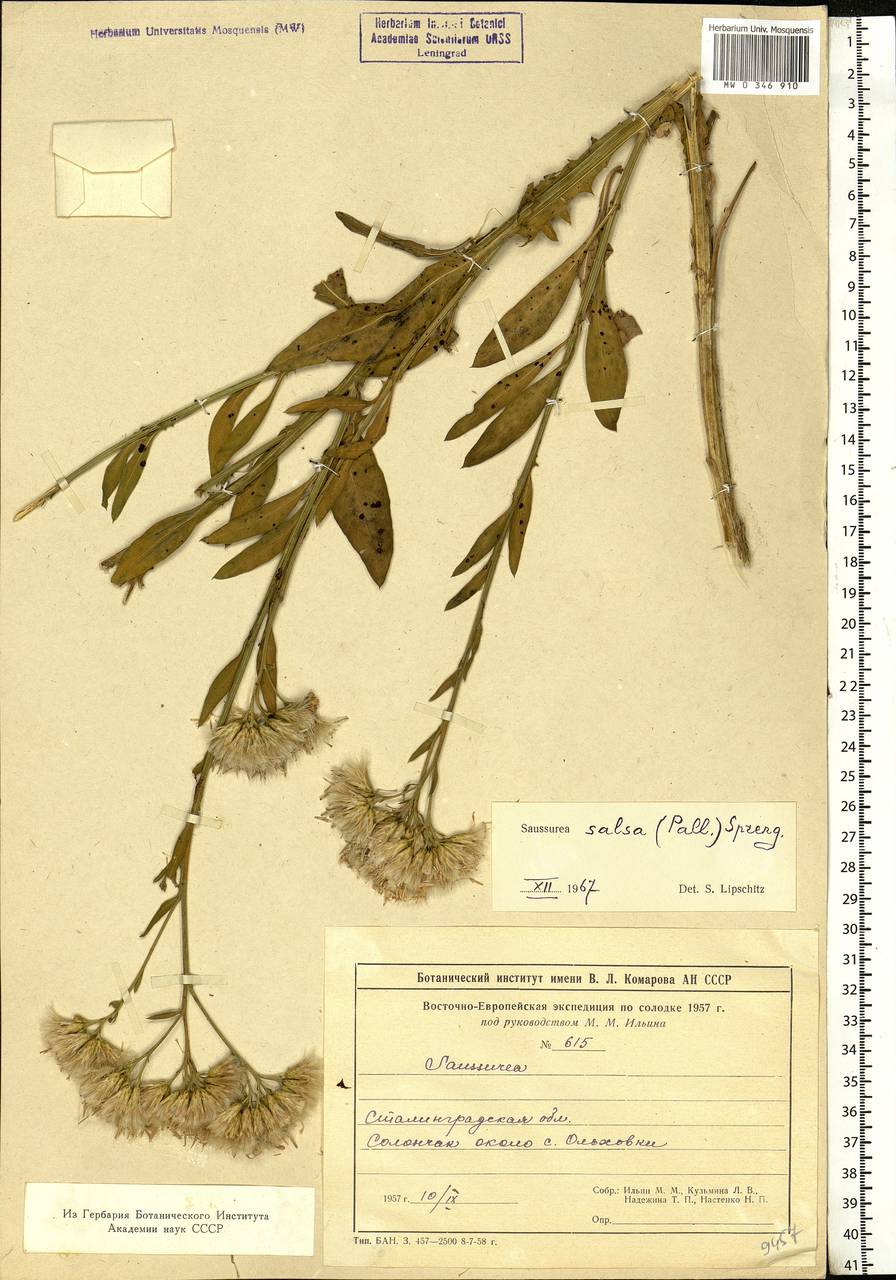 Saussurea salsa (Pall.) Spreng., Eastern Europe, Lower Volga region (E9) (Russia)