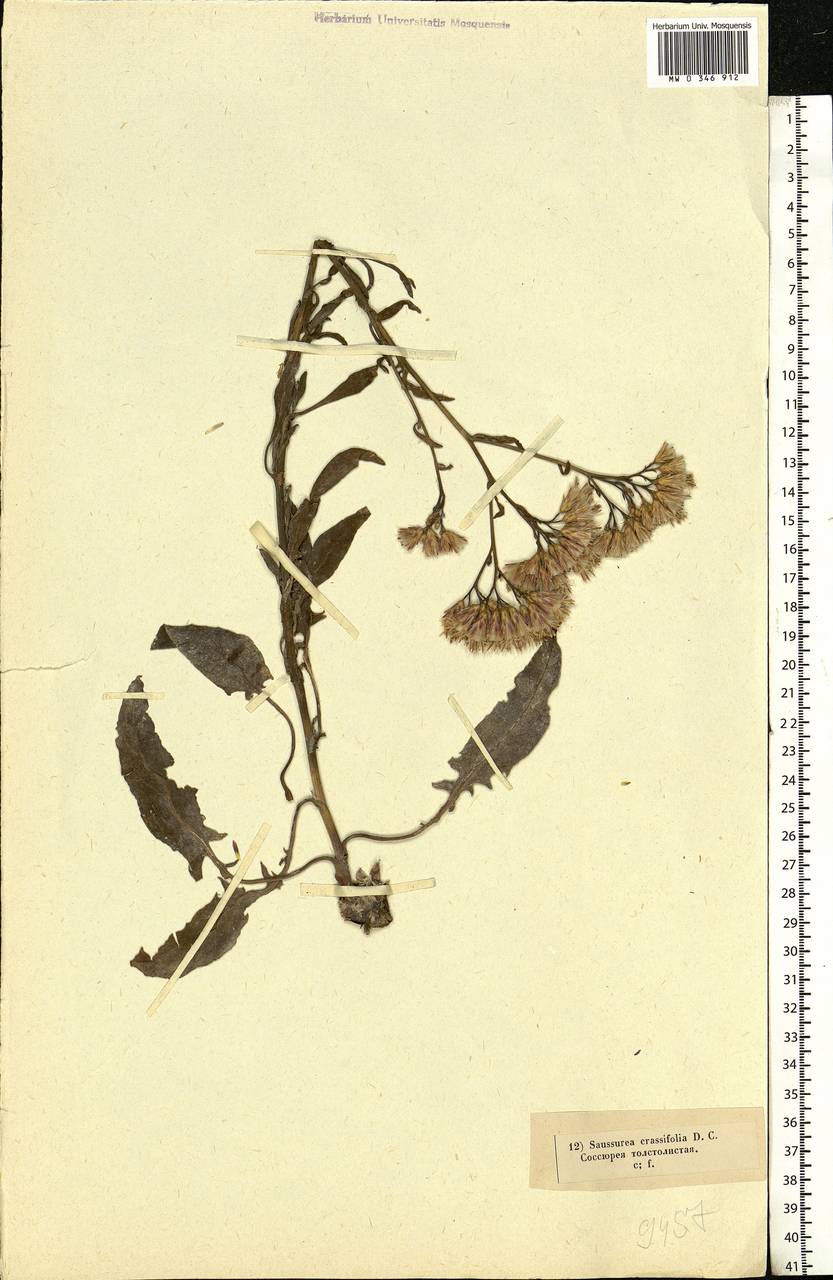 Saussurea salsa (Pall.) Spreng., Eastern Europe, Lower Volga region (E9) (Russia)