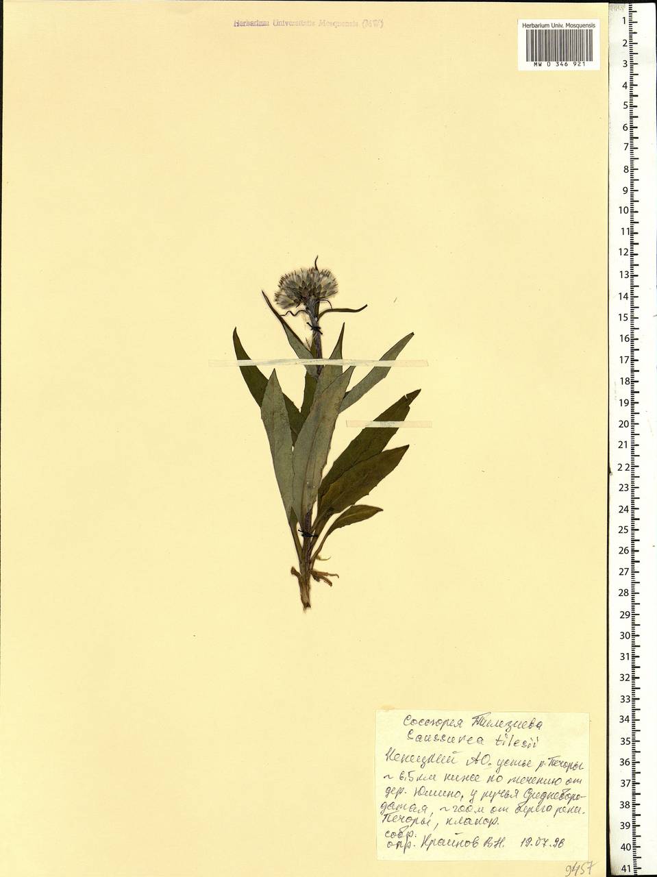 Saussurea tilesii (Ledeb.) Ledeb., Eastern Europe, Northern region (E1) (Russia)