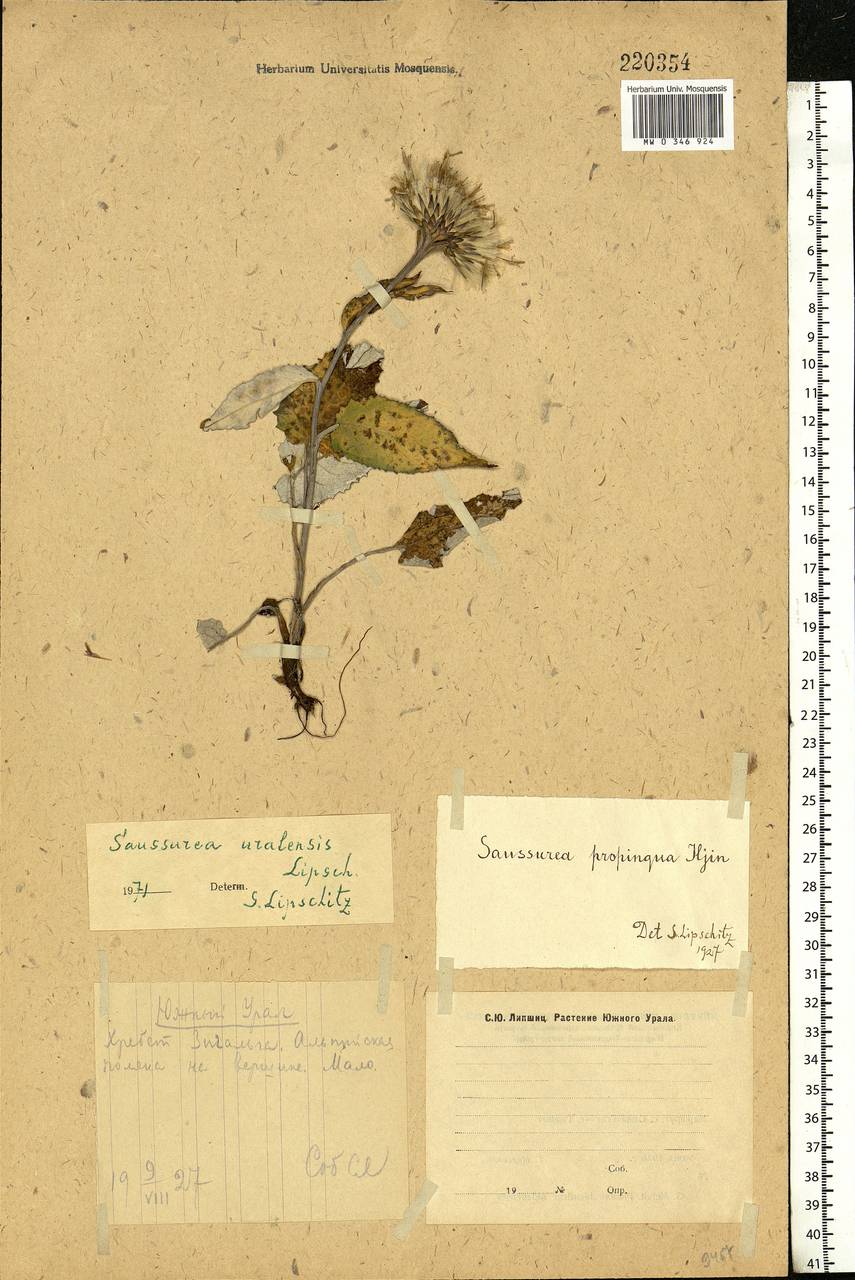 Saussurea ×uralensis Lipsch., Eastern Europe, Eastern region (E10) (Russia)