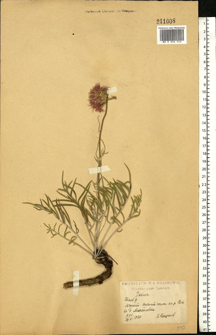 Jurinea, Eastern Europe, Central forest-and-steppe region (E6) (Russia)