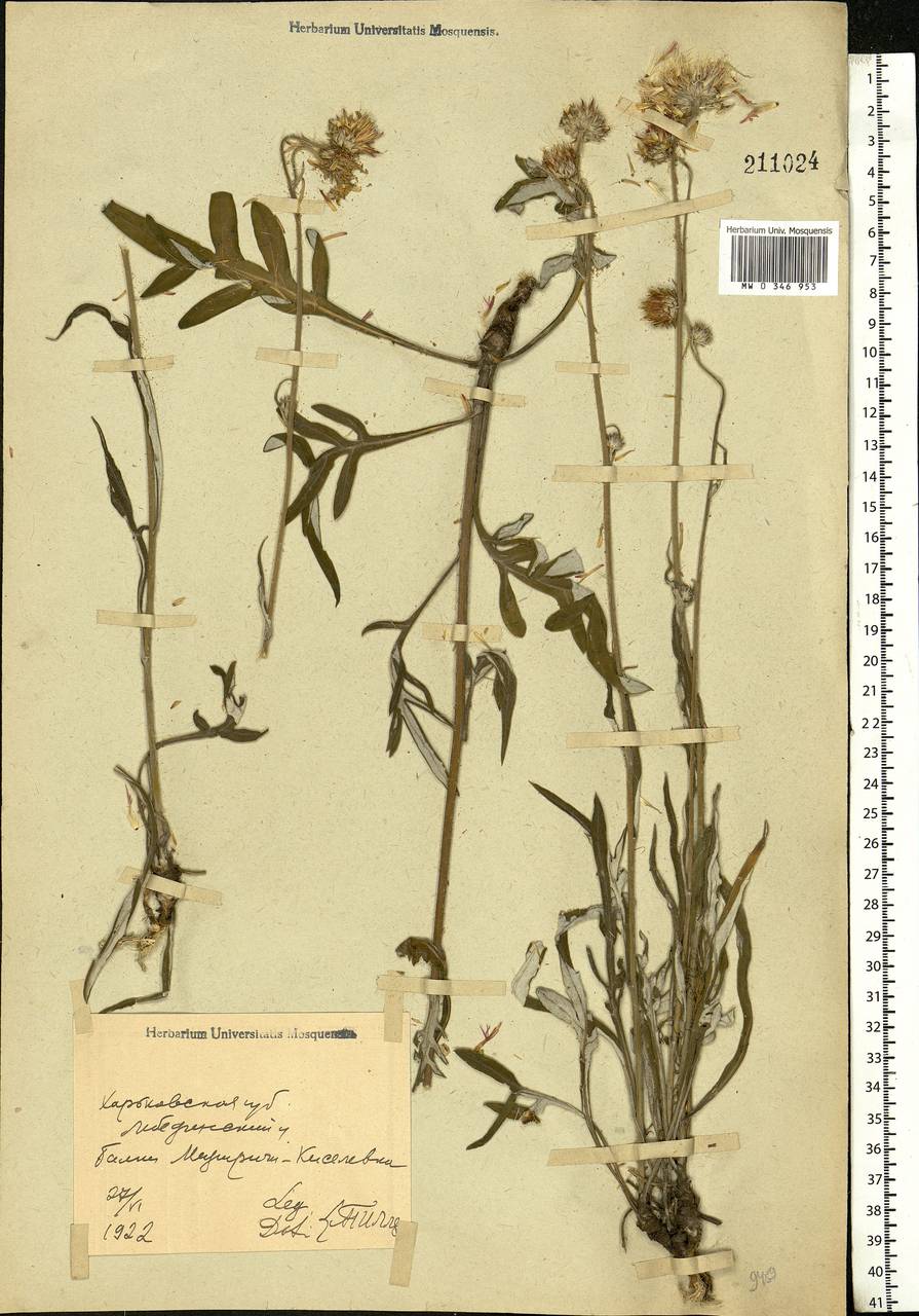 Jurinea, Eastern Europe, North Ukrainian region (E11) (Ukraine)