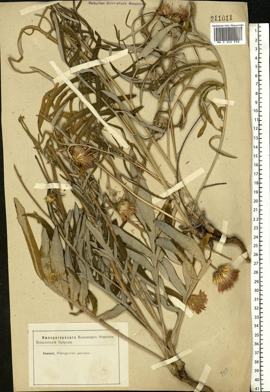 Jurinea, Eastern Europe (no precise locality) (E0) (Not classified)