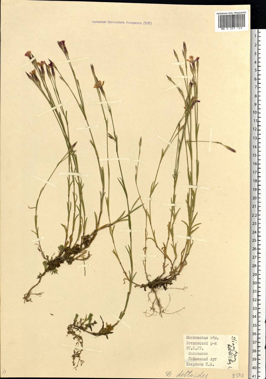 Dianthus deltoides L., Eastern Europe, Moscow region (E4a) (Russia)