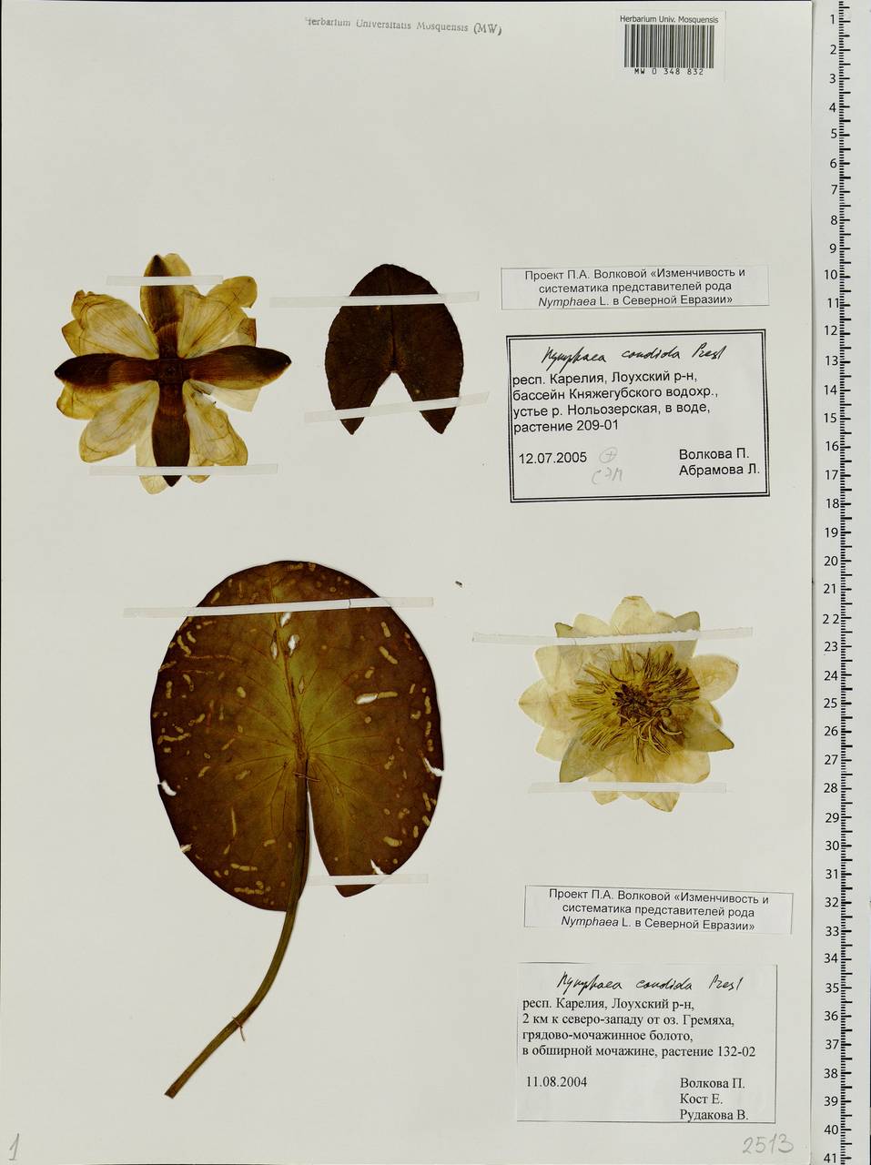 Nymphaea candida C. Presl, Eastern Europe, Northern region (E1) (Russia)