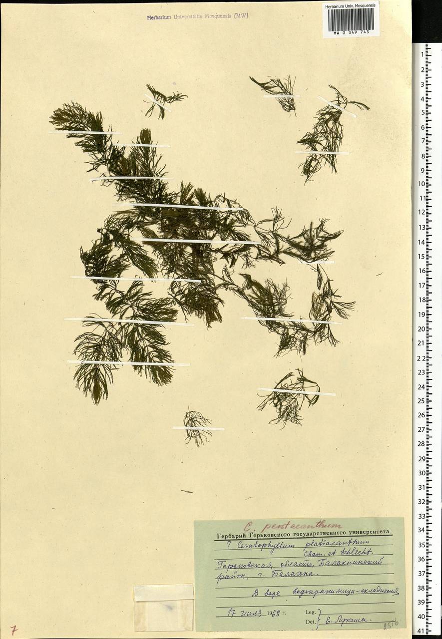 Ceratophyllum platyacanthum subsp. platyacanthum, Eastern Europe, Volga-Kama region (E7) (Russia)