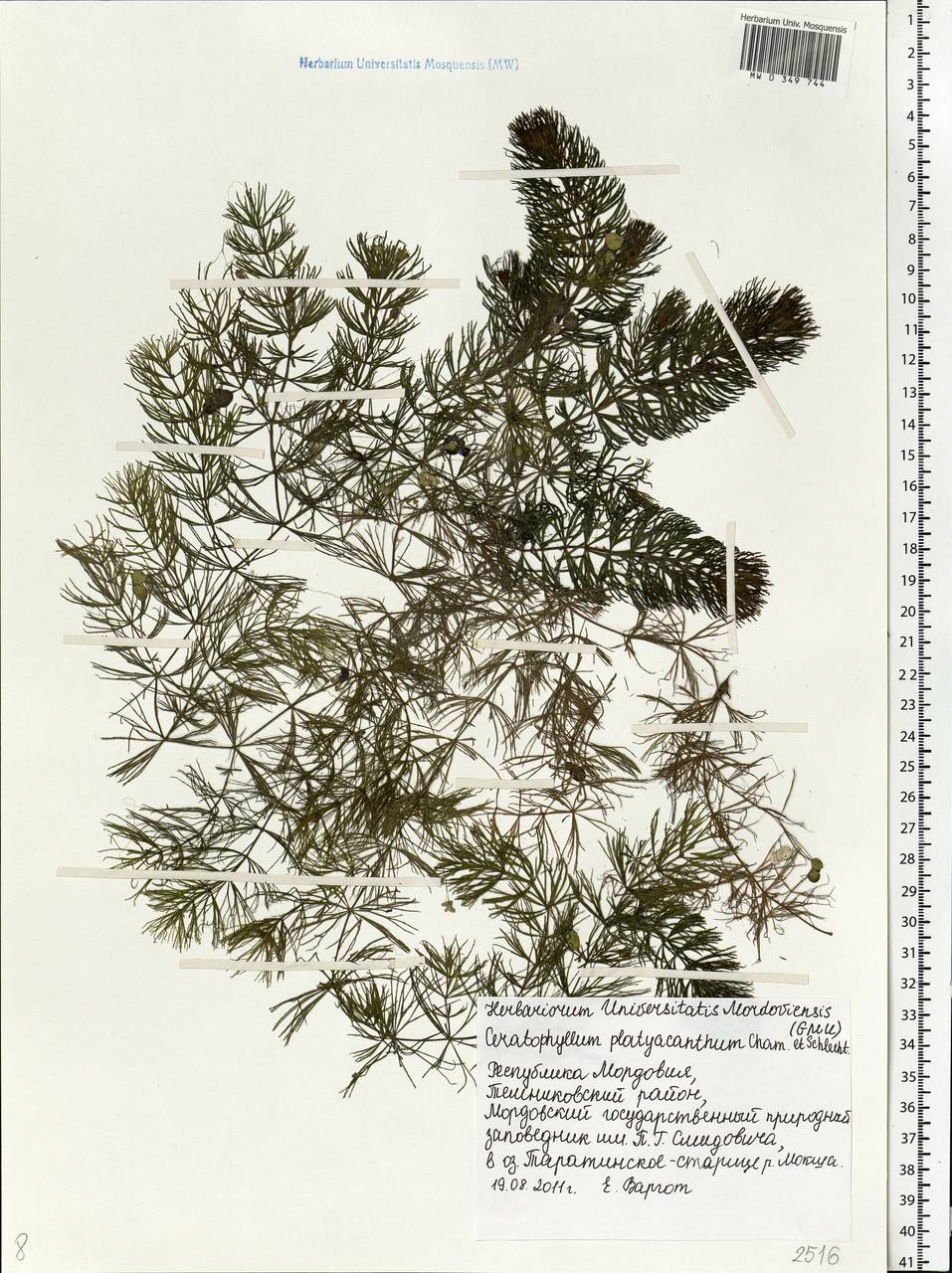 Ceratophyllum platyacanthum subsp. platyacanthum, Eastern Europe, Middle Volga region (E8) (Russia)