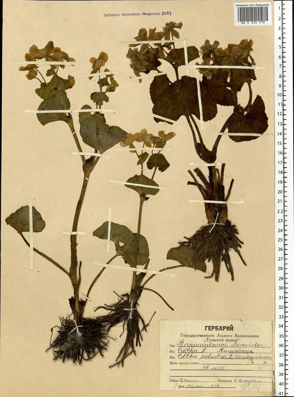 Caltha palustris, Eastern Europe, Central region (E4) (Russia)