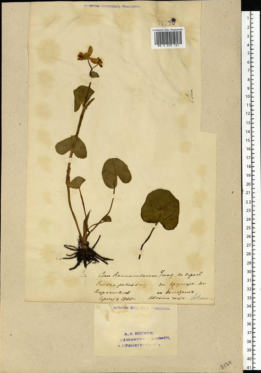 Caltha palustris, Eastern Europe, Eastern region (E10) (Russia)