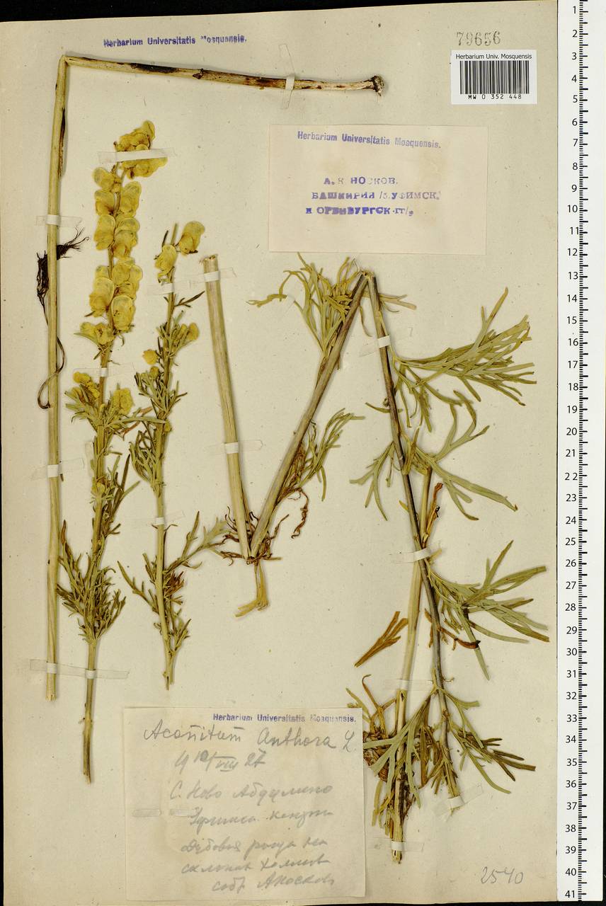 Aconitum anthora subsp. anthora, Eastern Europe, Eastern region (E10) (Russia)