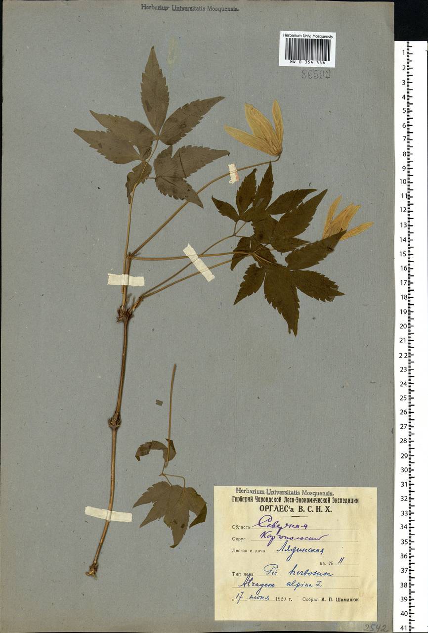 Clematis sibirica (L.) Mill., Eastern Europe, Northern region (E1) (Russia)