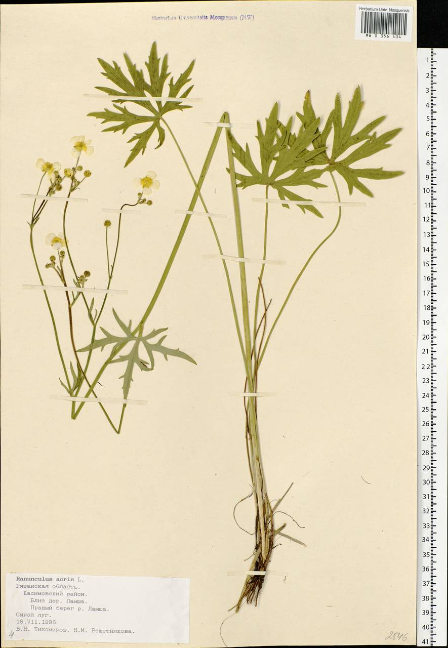 Рис.7 Лютик едкий - Ranunculus Acris l.