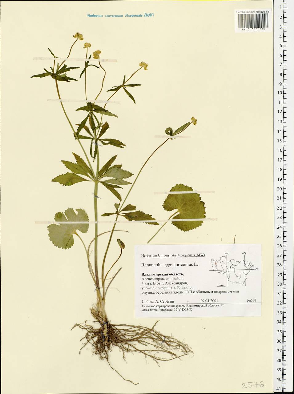 Ranunculus auricomus листья