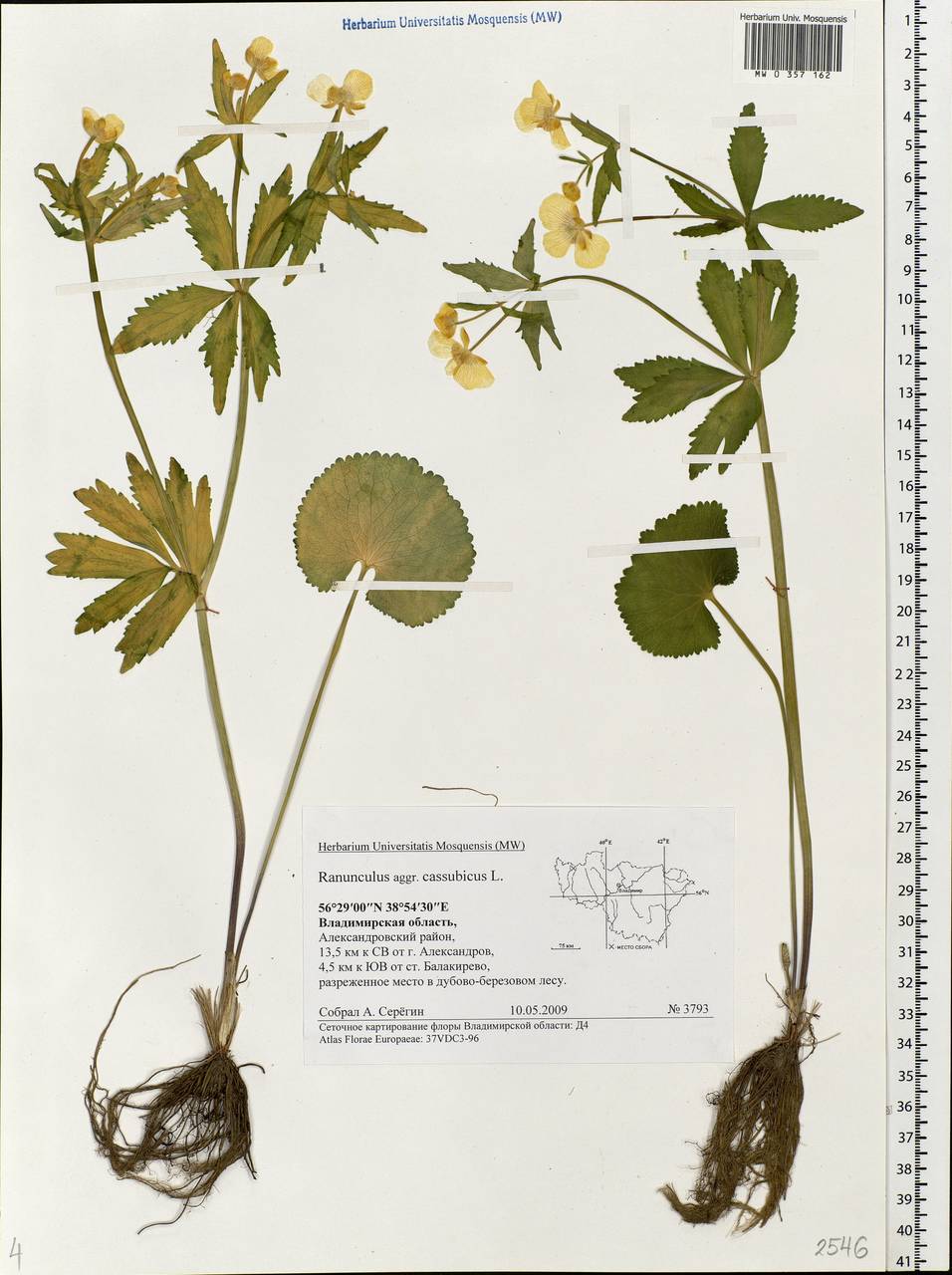 Ranunculus cassubicus Лютик кашубский строение цветка