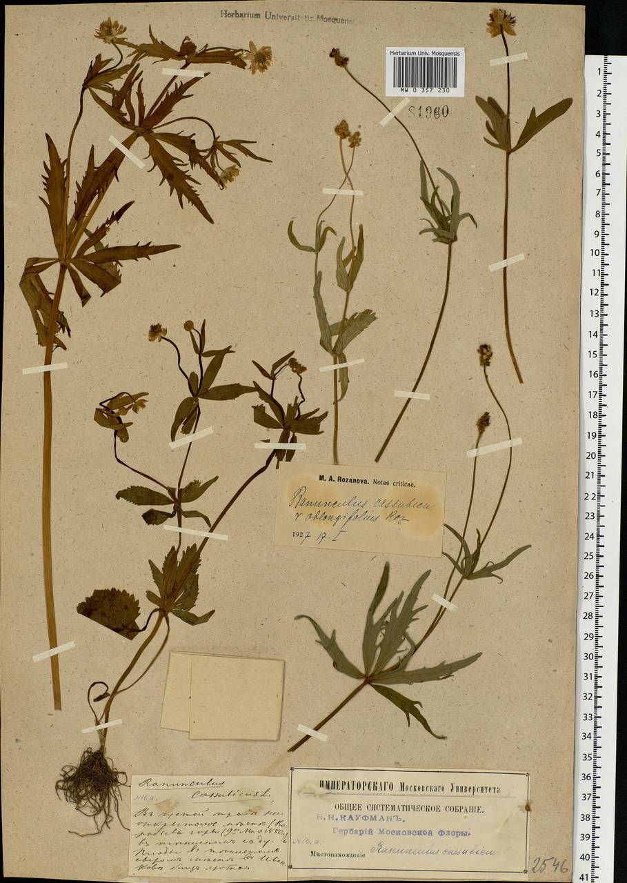 Ranunculus cassubicus L., Eastern Europe, Moscow region (E4a) (Russia)