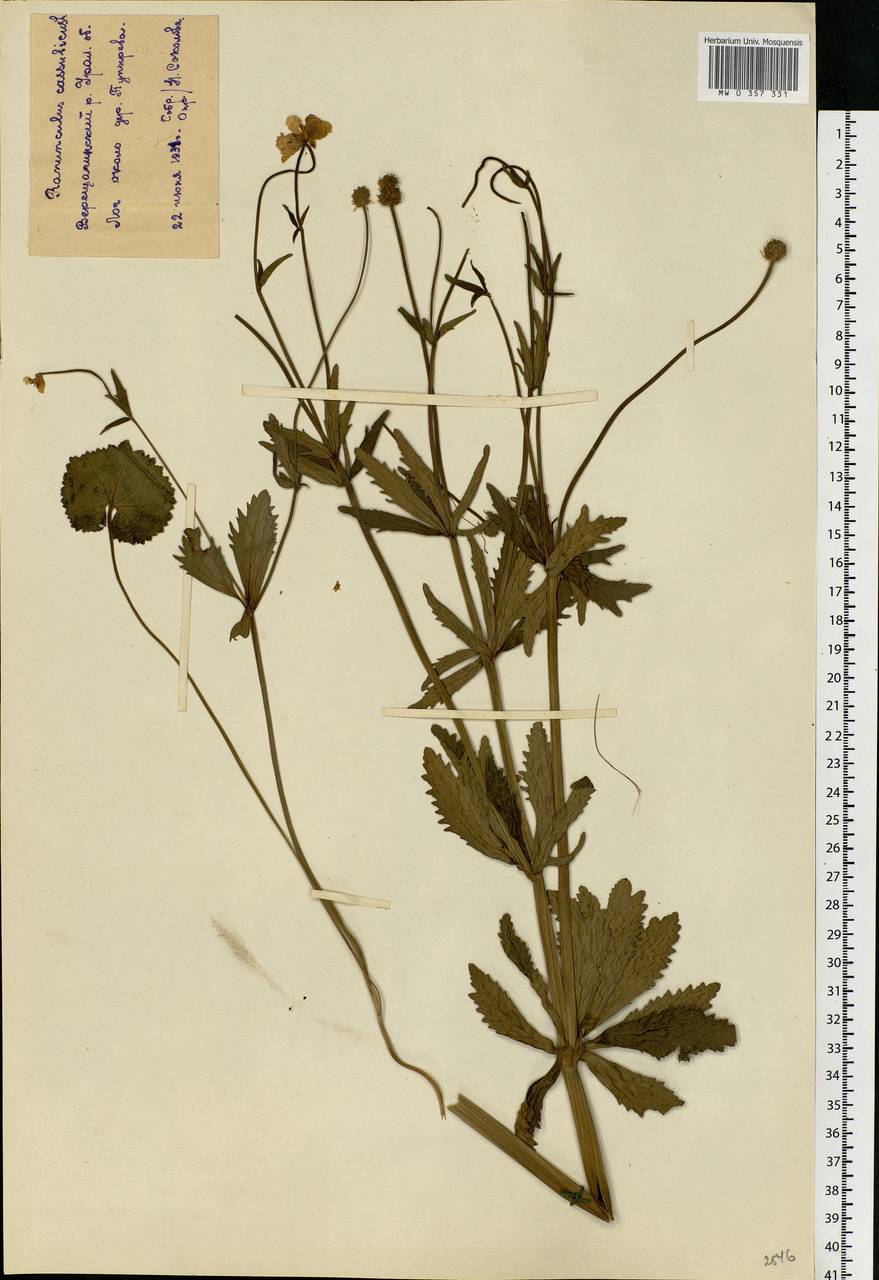 Ranunculus cassubicus L., Eastern Europe, Eastern region (E10) (Russia)