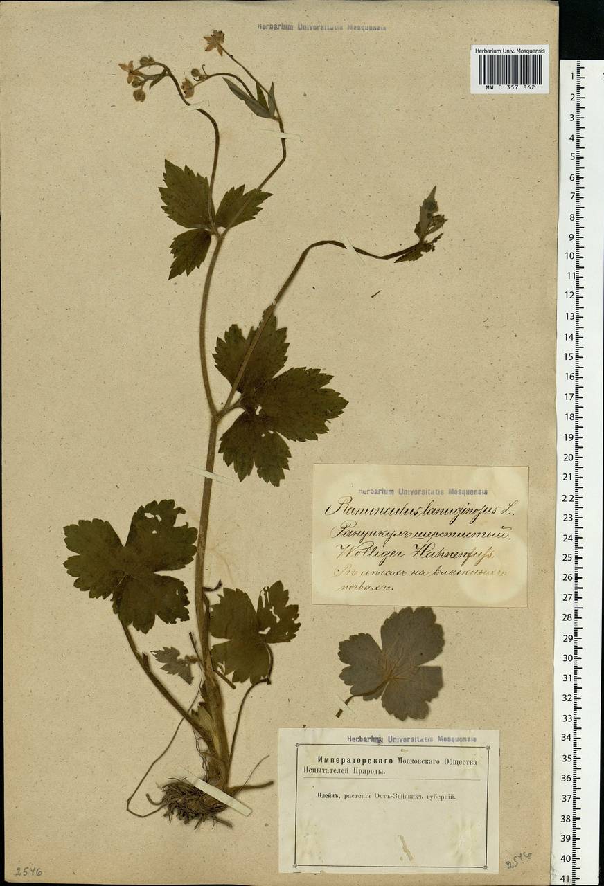 Ranunculus lanuginosus L., Eastern Europe, Latvia (E2b) (Latvia)