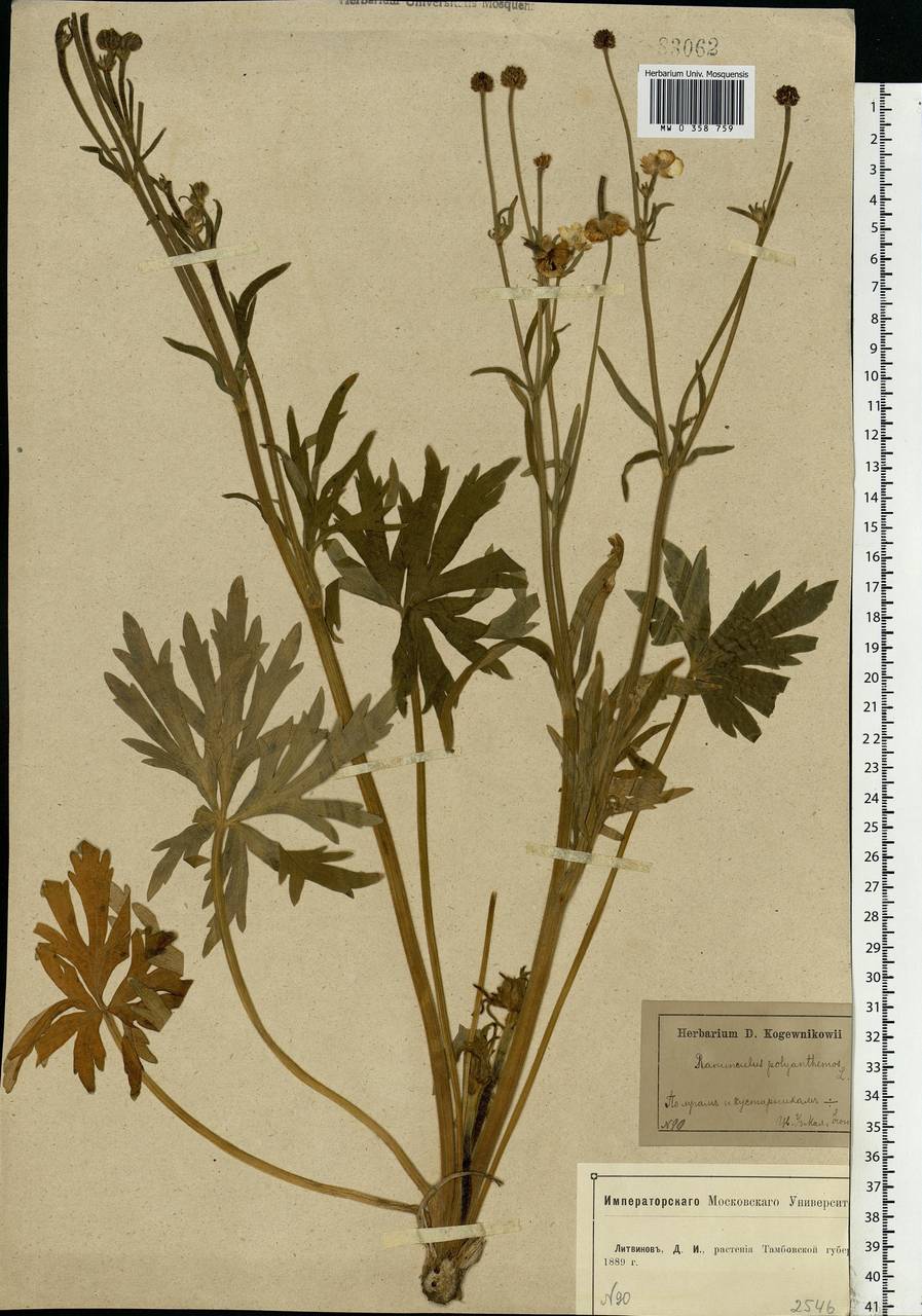Ranunculus polyanthemos L., Eastern Europe, Central forest-and-steppe region (E6) (Russia)