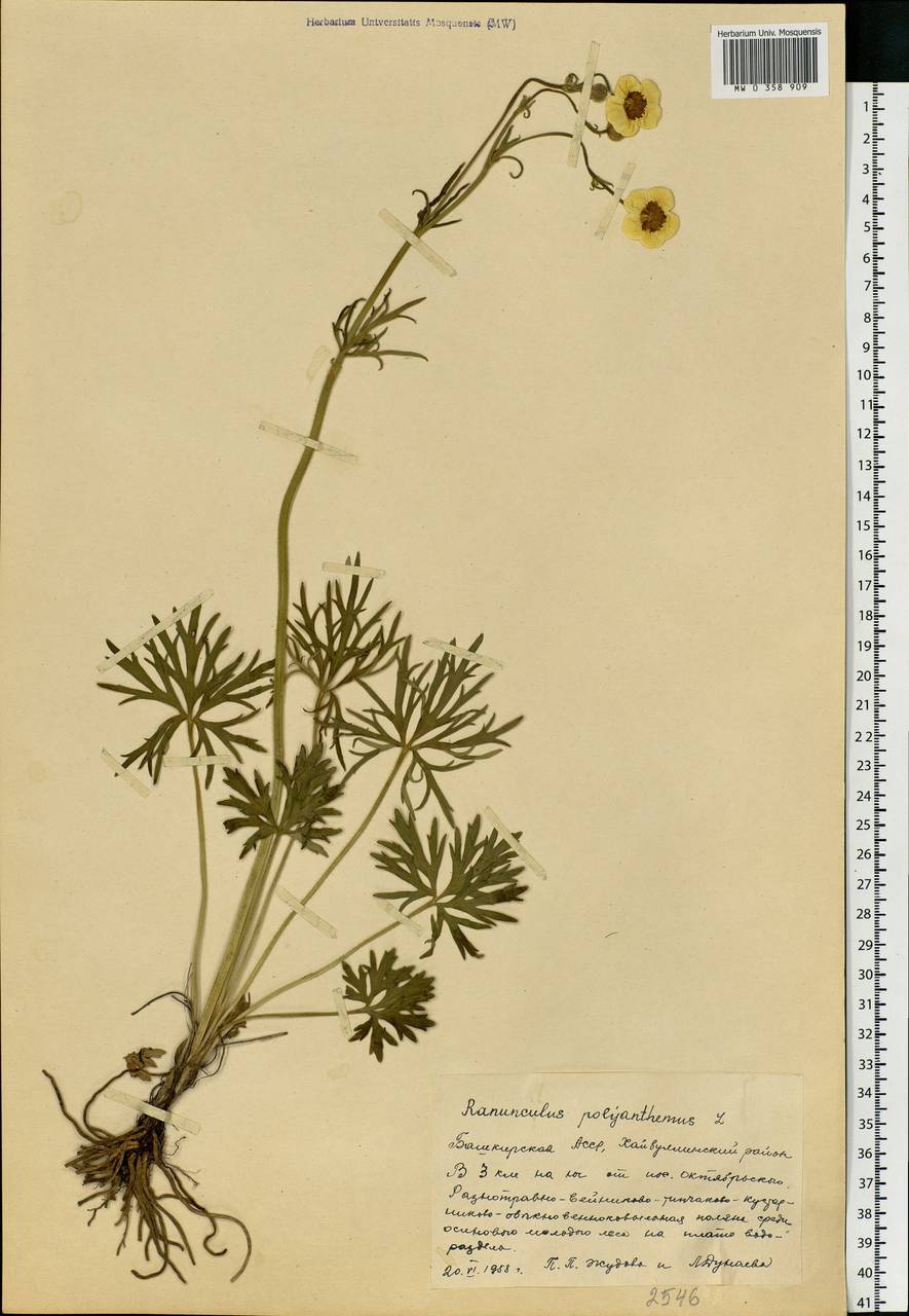 Ranunculus polyanthemos L., Eastern Europe, Eastern region (E10) (Russia)